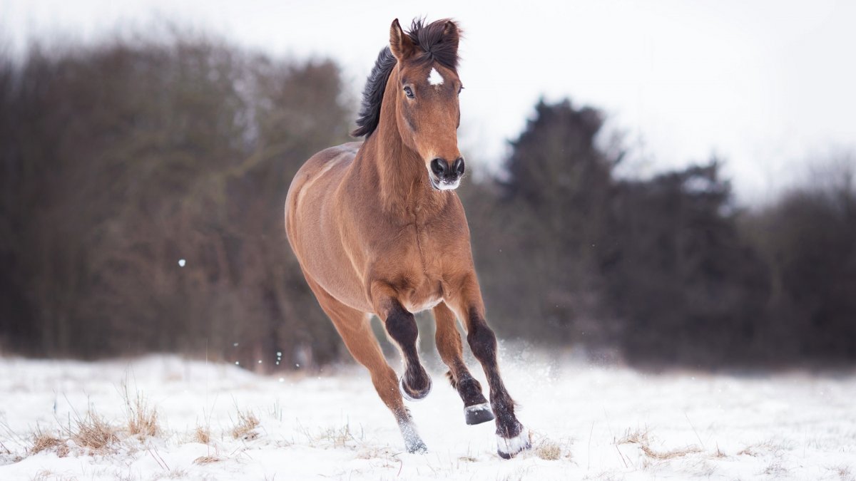Лошади зимой