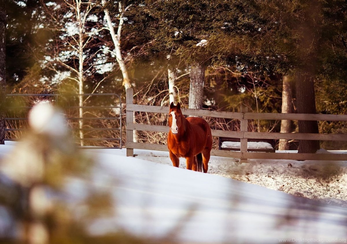 Лошади зима