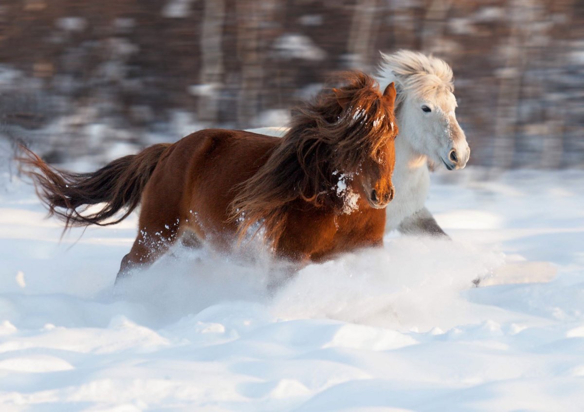 Коричневая лошадь