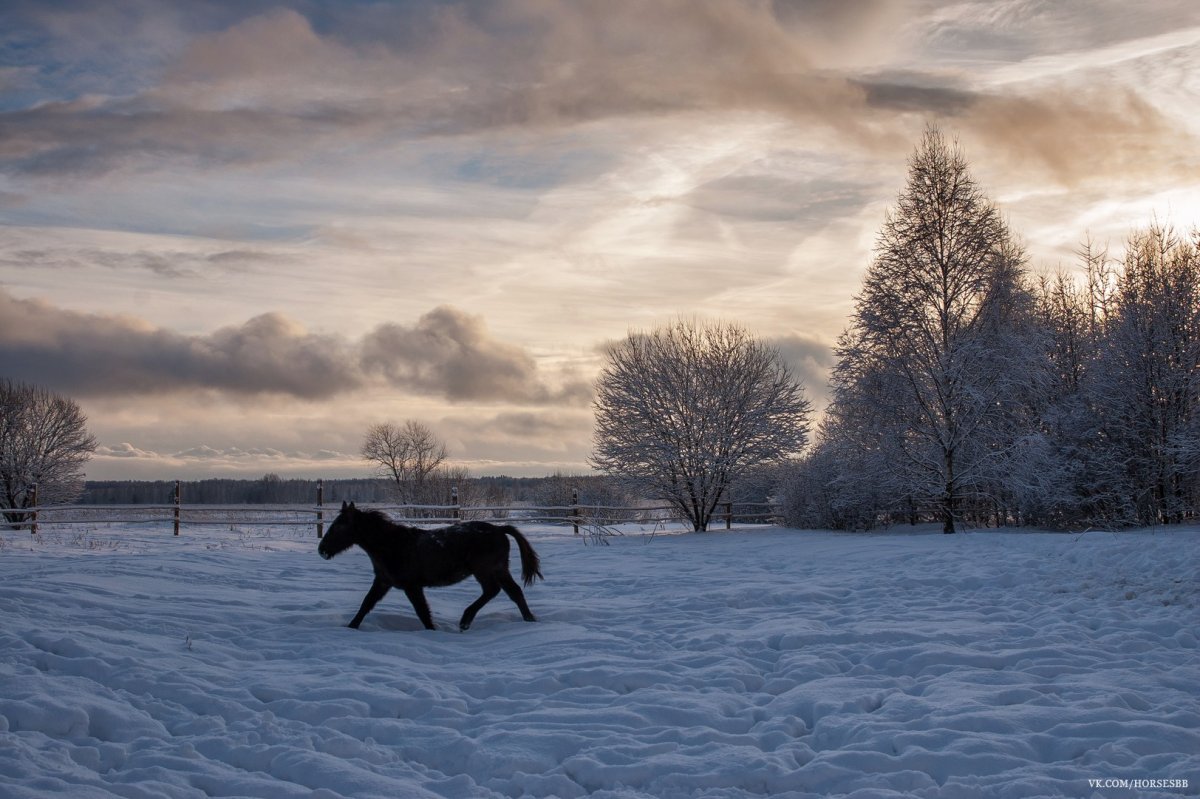 Лошади в снегу