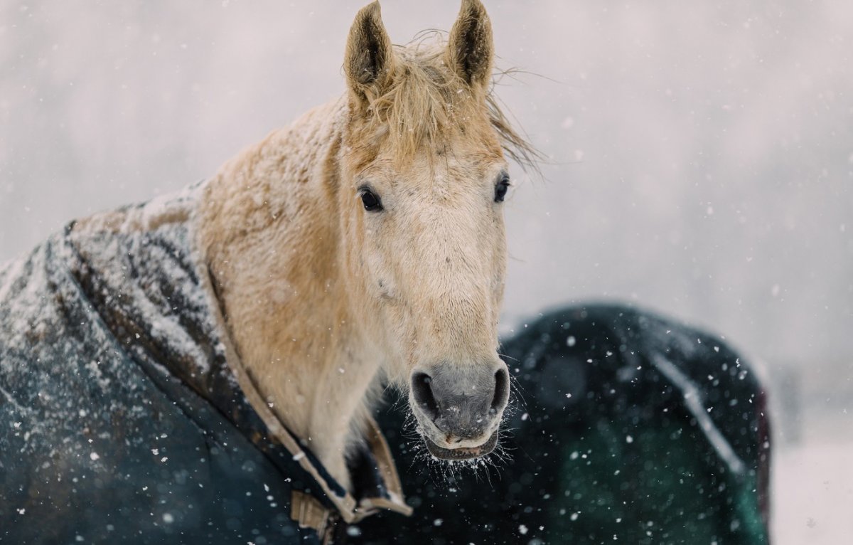 Конь снежок