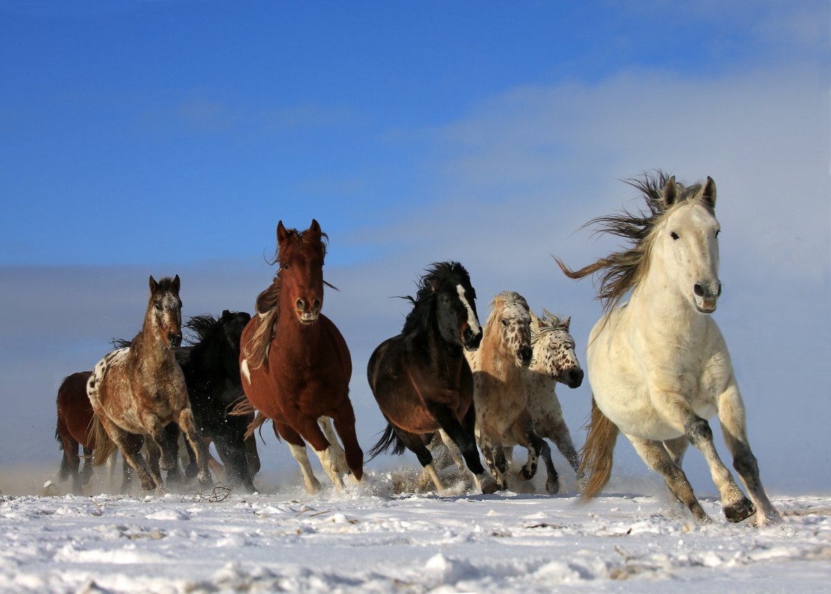 Кони черный и белый