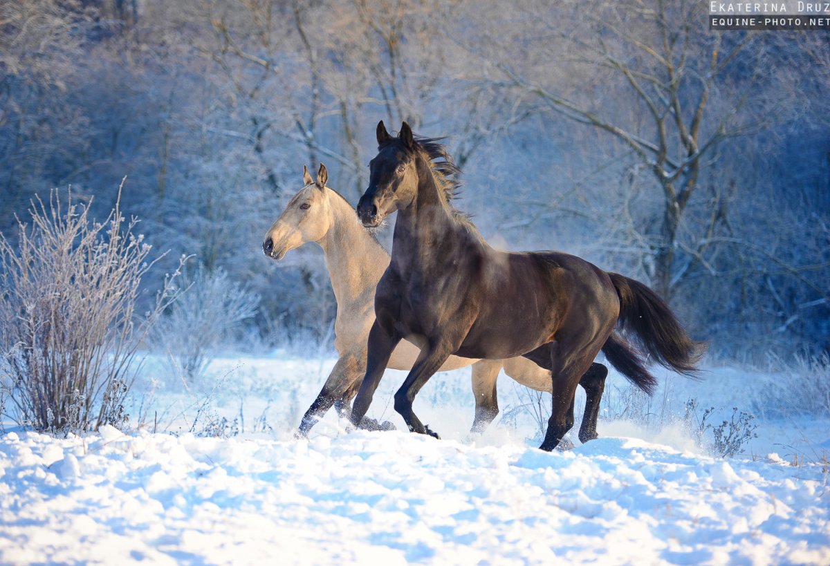 Кобыла зимой