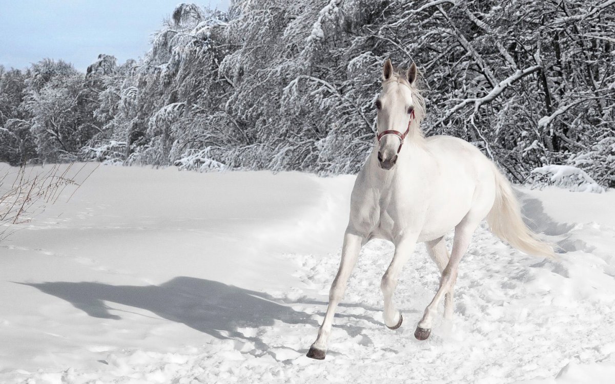 Табун лошадей зимой