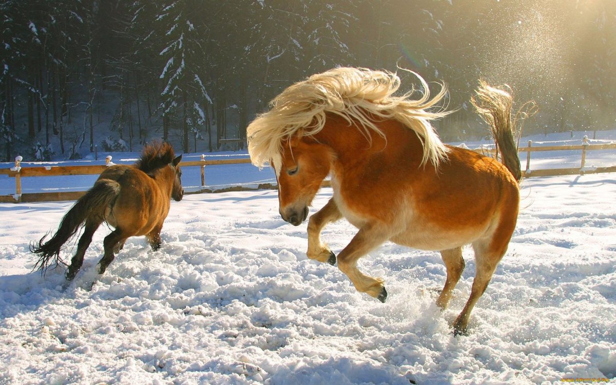 Олень в зимнем лесу