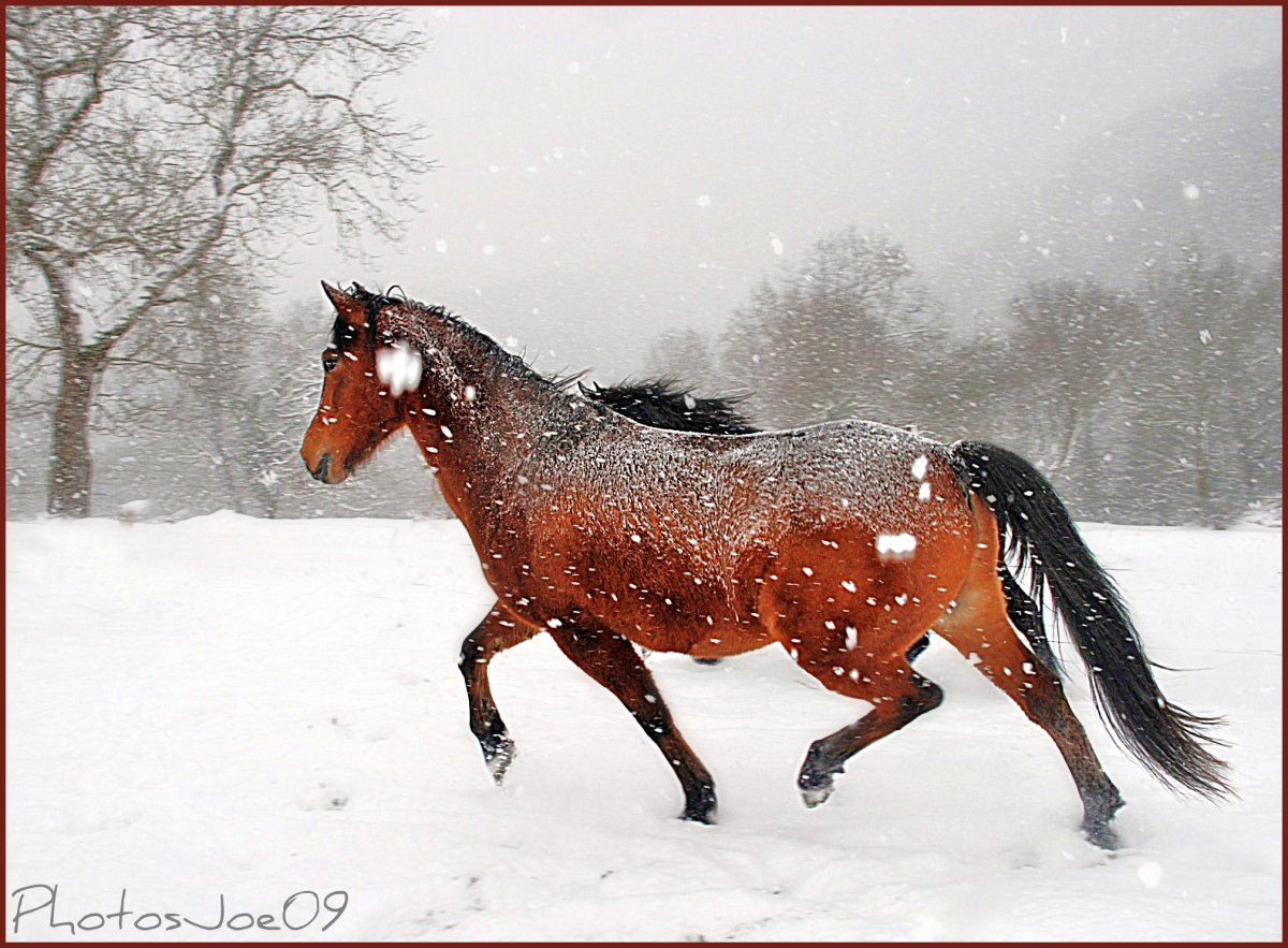 Снежный конь