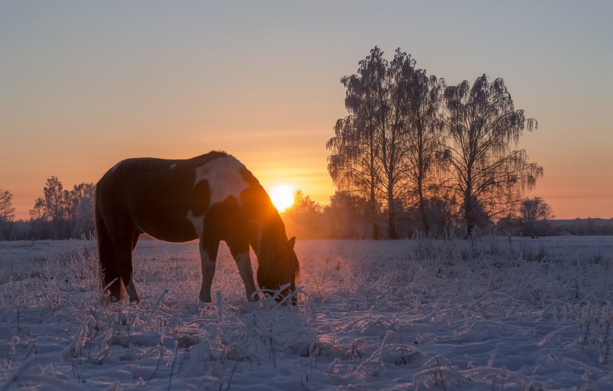 Лошади на зимнем фоне