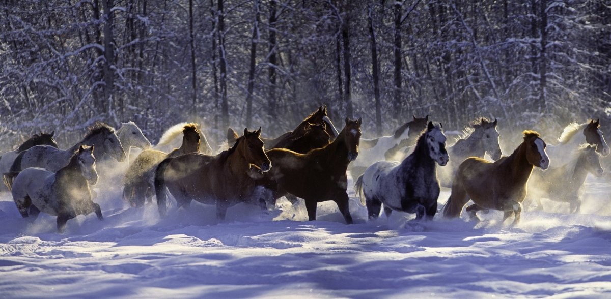 Животные в деревне зимой