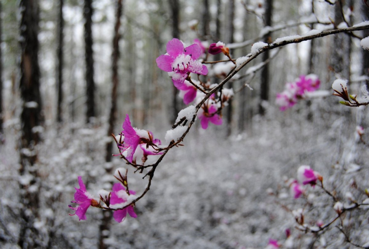 Рододендрон Даурский зимой