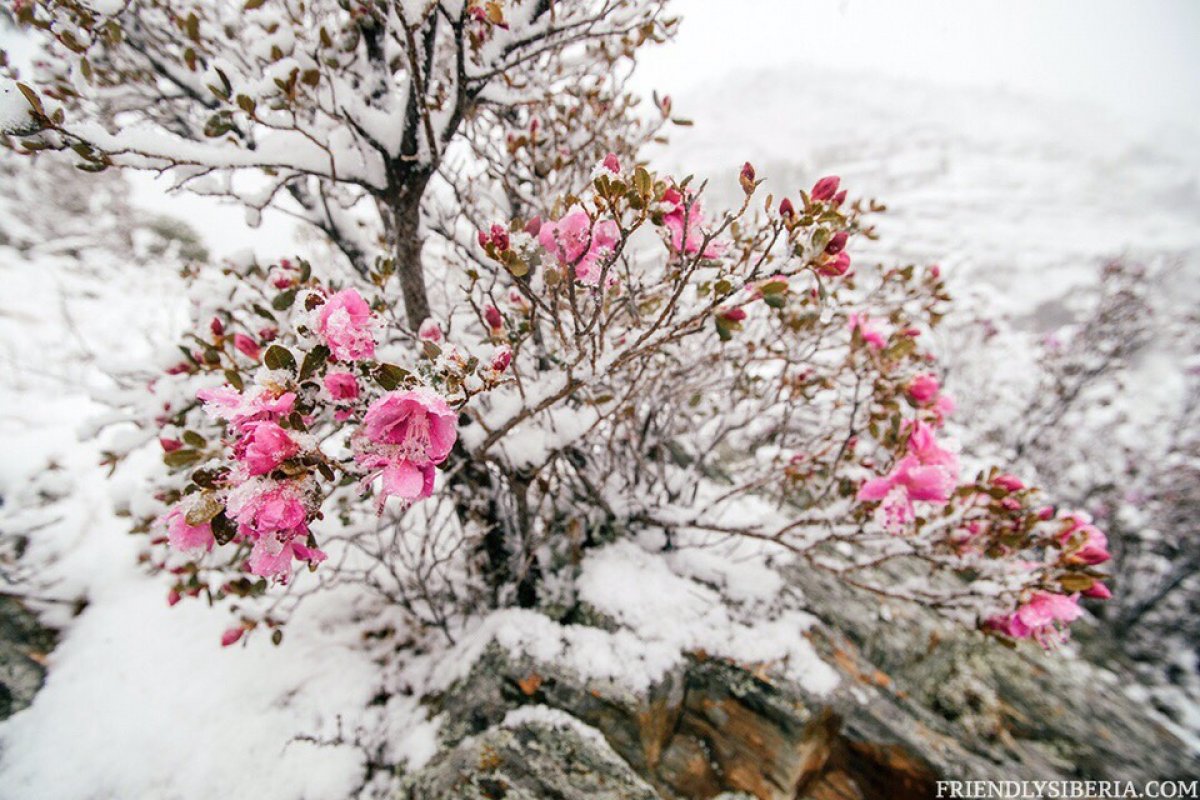 Зимний багульник Алтайский