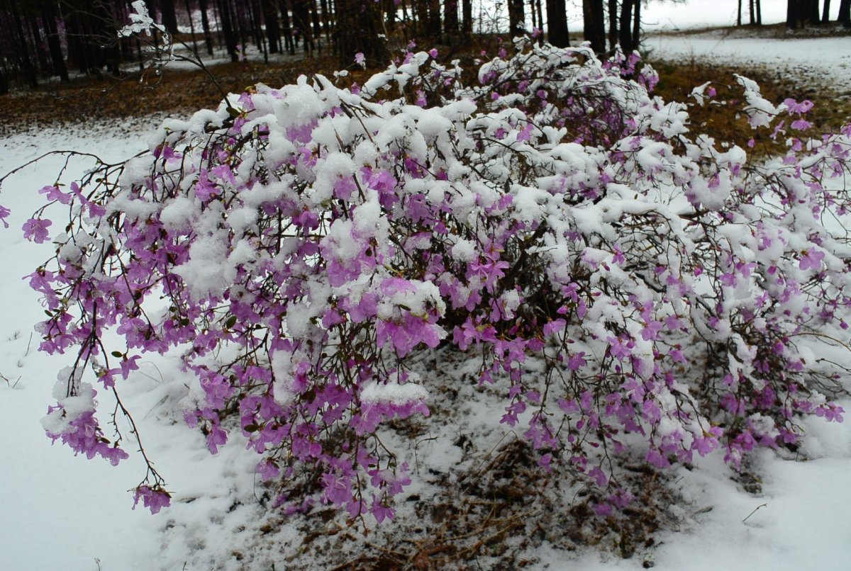 Зимний багульник Алтайский