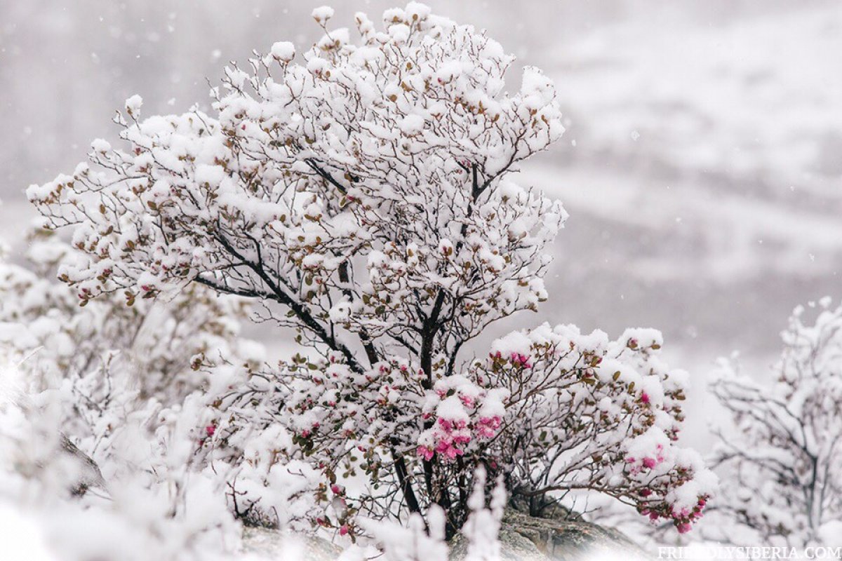 Багульник в снегу