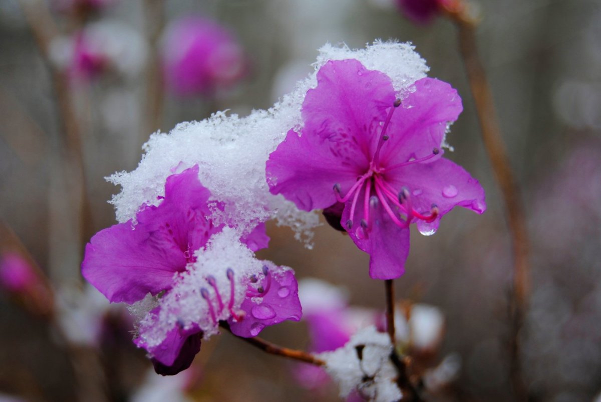 Багульник Леснянский