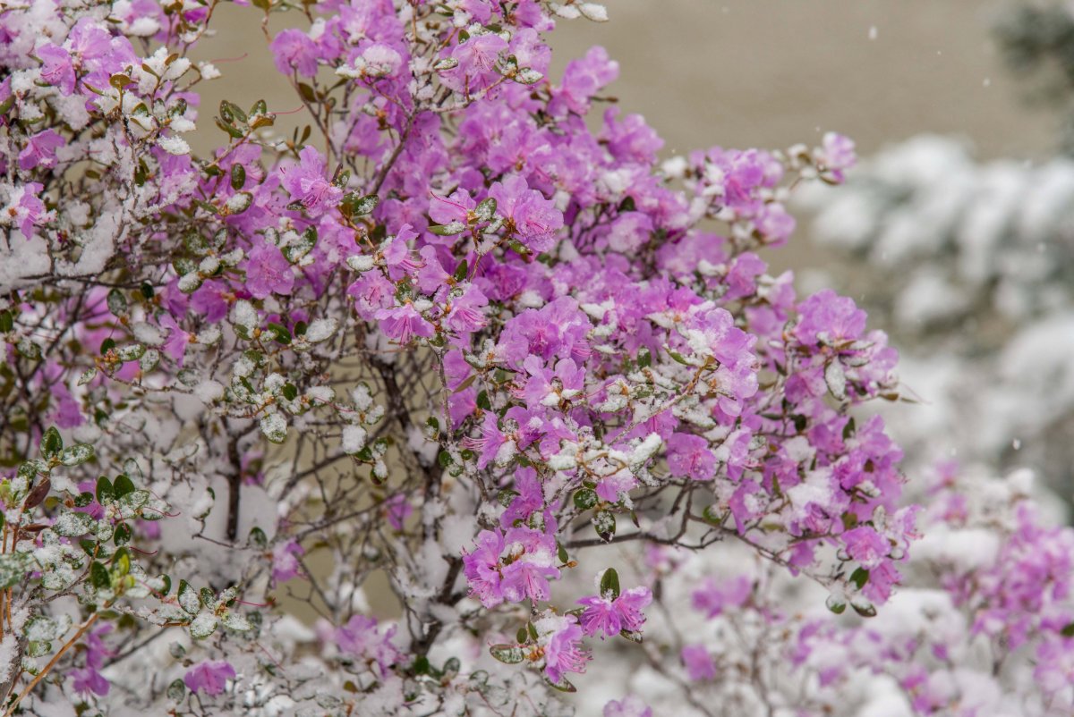 Цветение маральника в Горном Алтае 2015