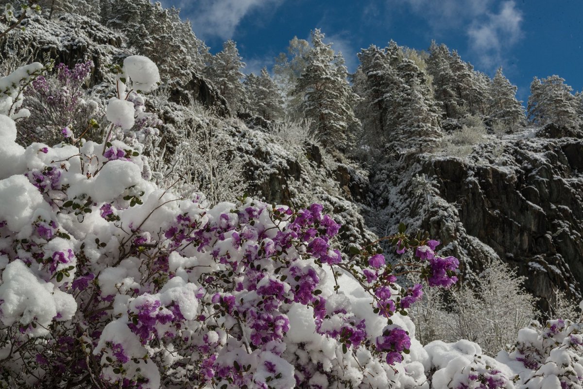Алтай зимний маральник