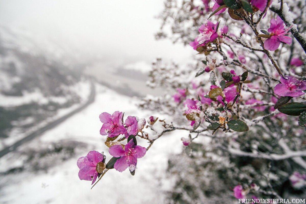 Алтай зимний маральник