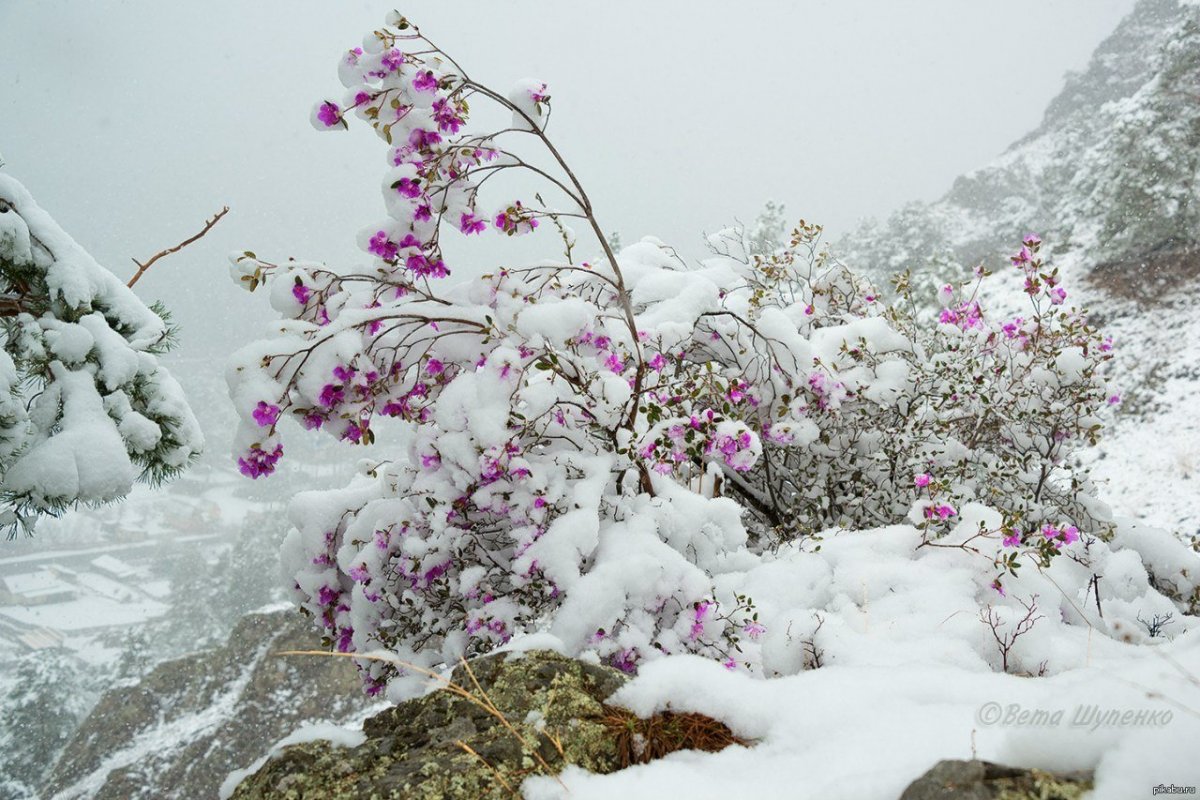 Рододендрон Даурский зимой