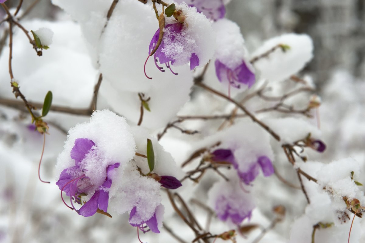 Рододендрон Даурский осина