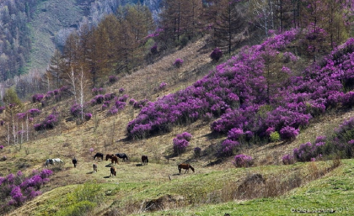 Багульник белый