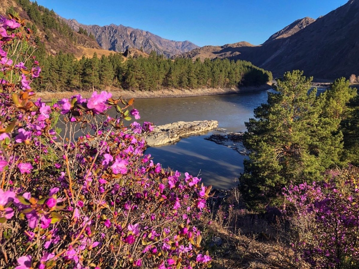 Багульник в снегу Забайкальский край