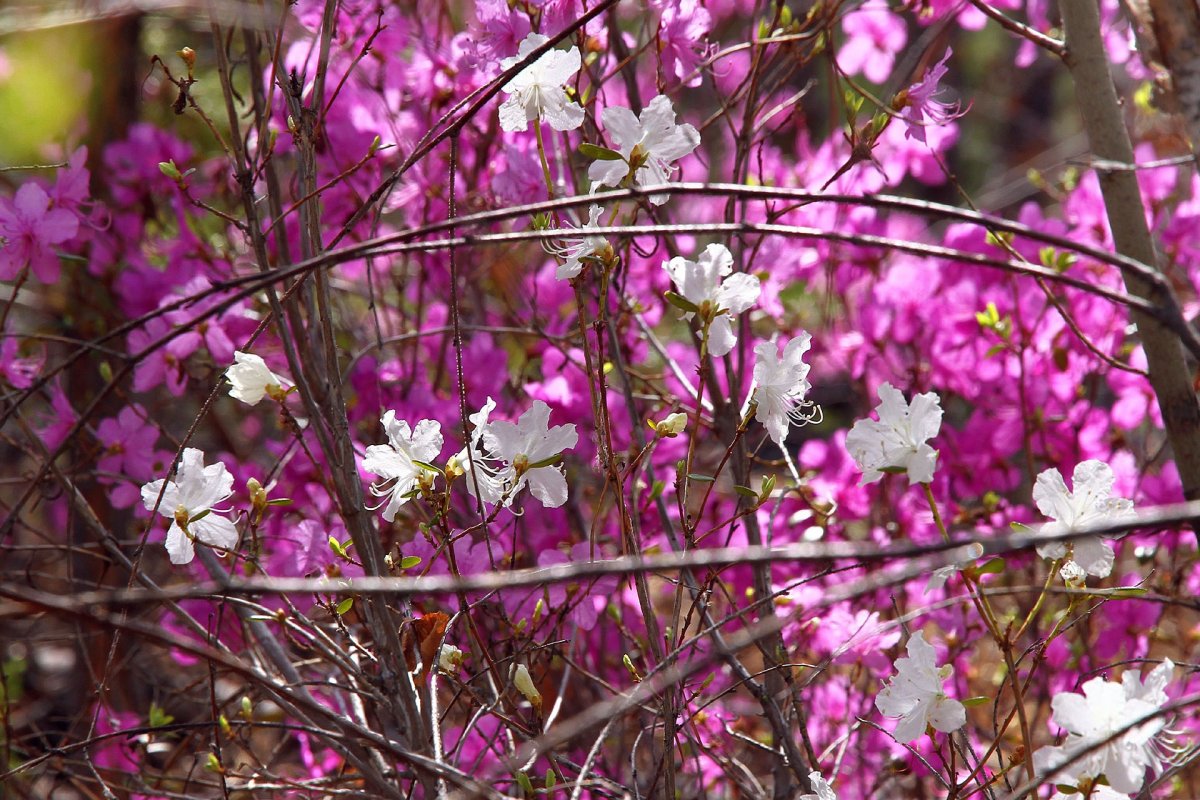 Лагерь багульник Хакасия