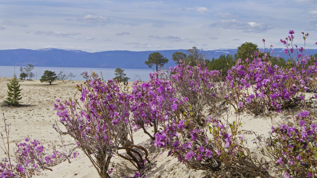 Багульник и маральник