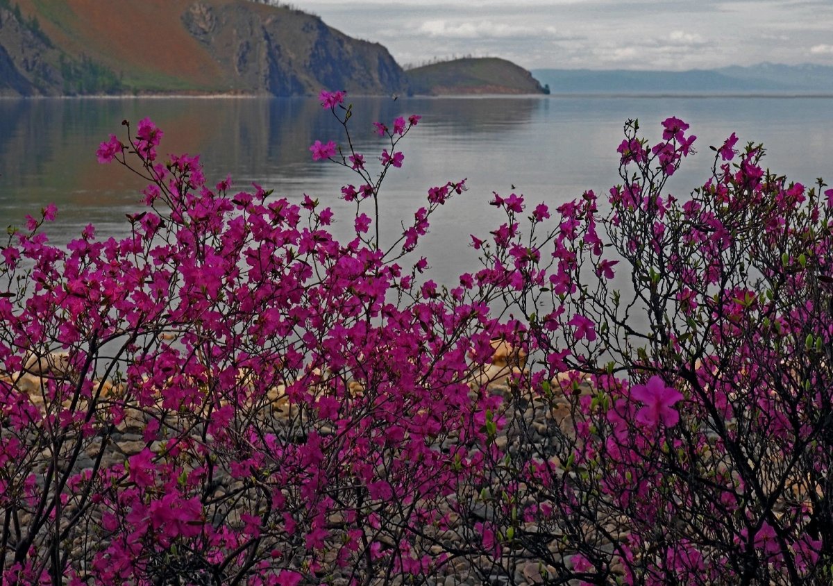 Багульник Дальневосточный