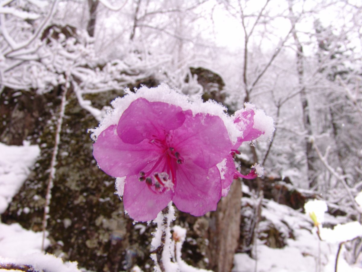 Багульник в снегу Забайкалье