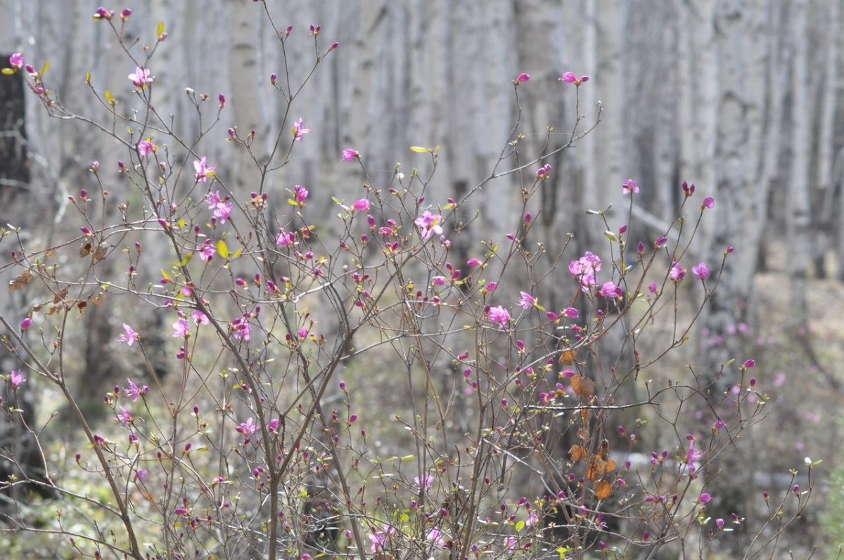 Цветущий маральник горный Алтай