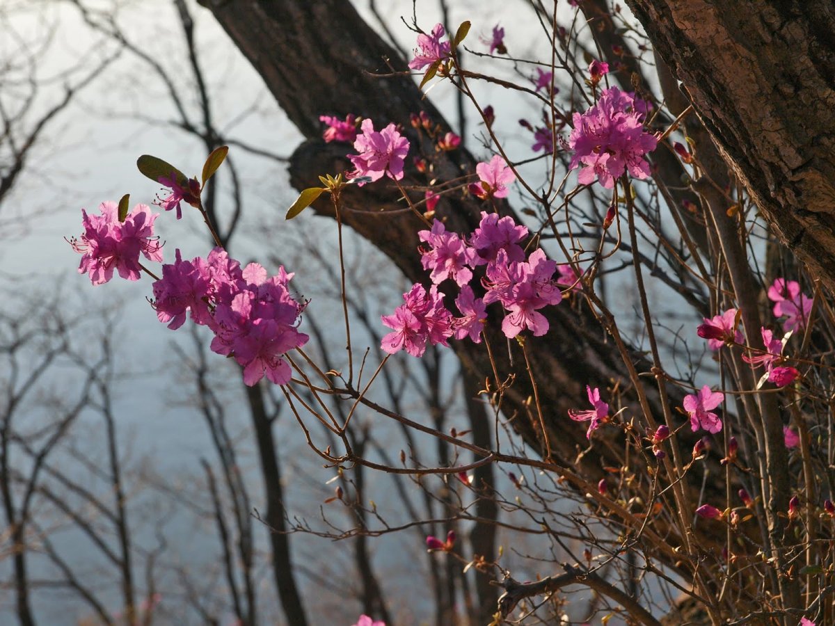 Багульник бухта черепаха