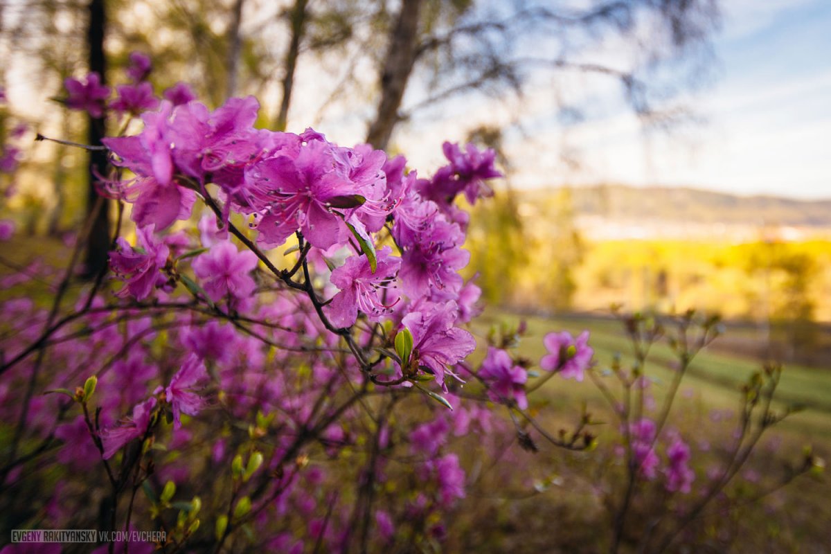 Катунь летом цветы