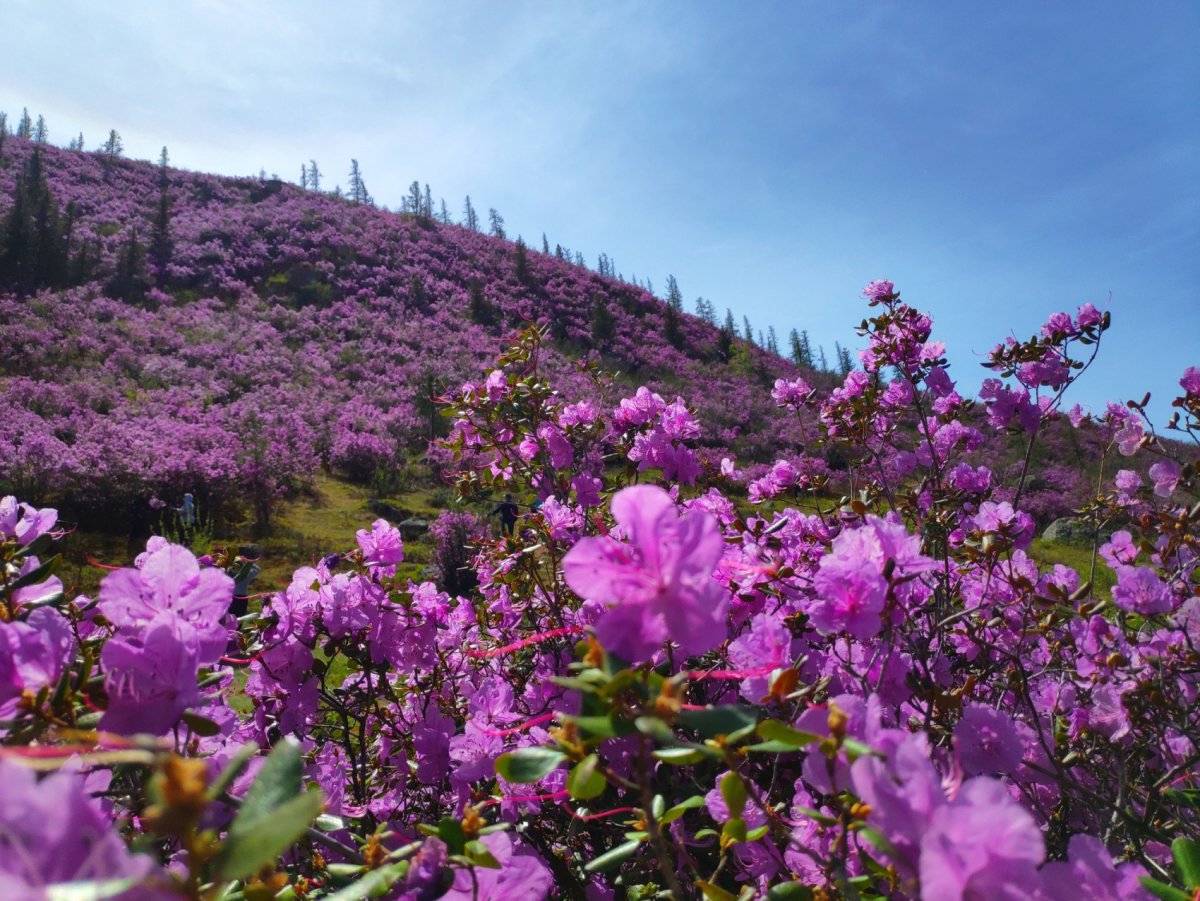 Алтай Катунь цветет маральник