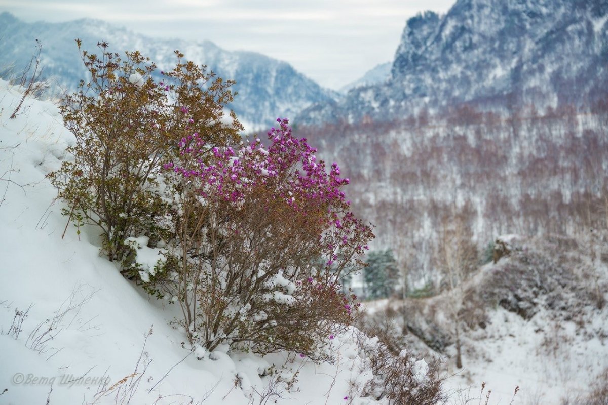 Багульник кустарник