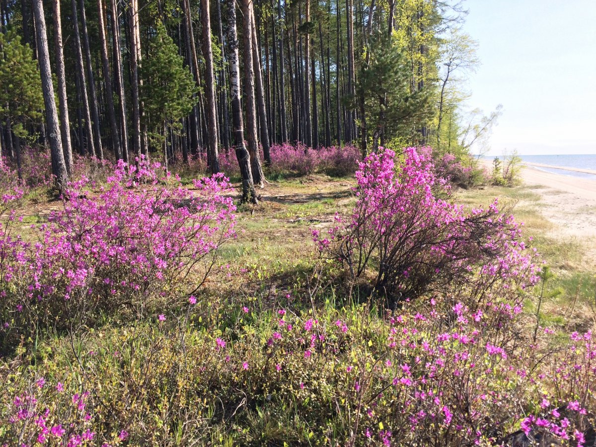 Даурский рододендрон – багульник Байкал
