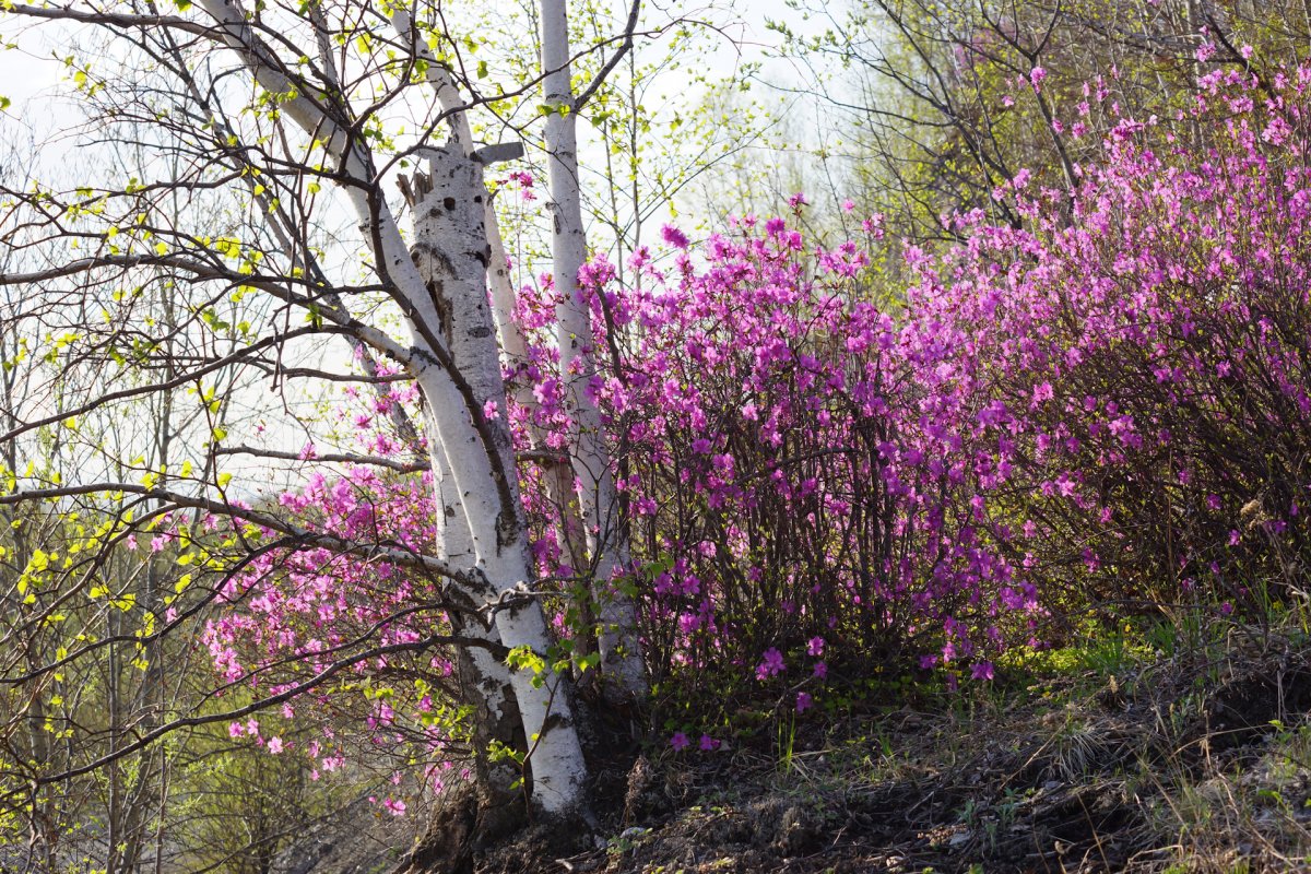 Светлана Шупенко Алтай