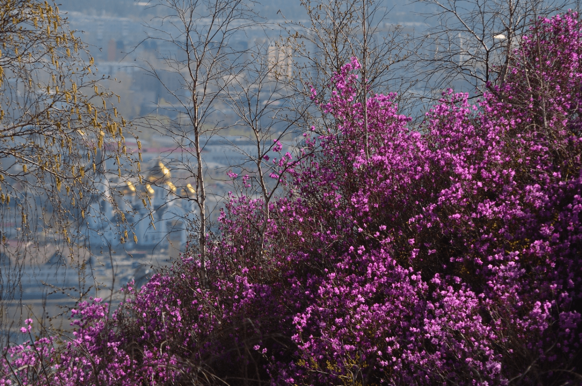 Природа Приморского края весной