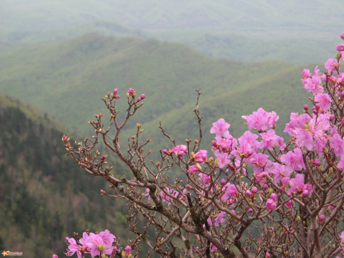 Багульник синий