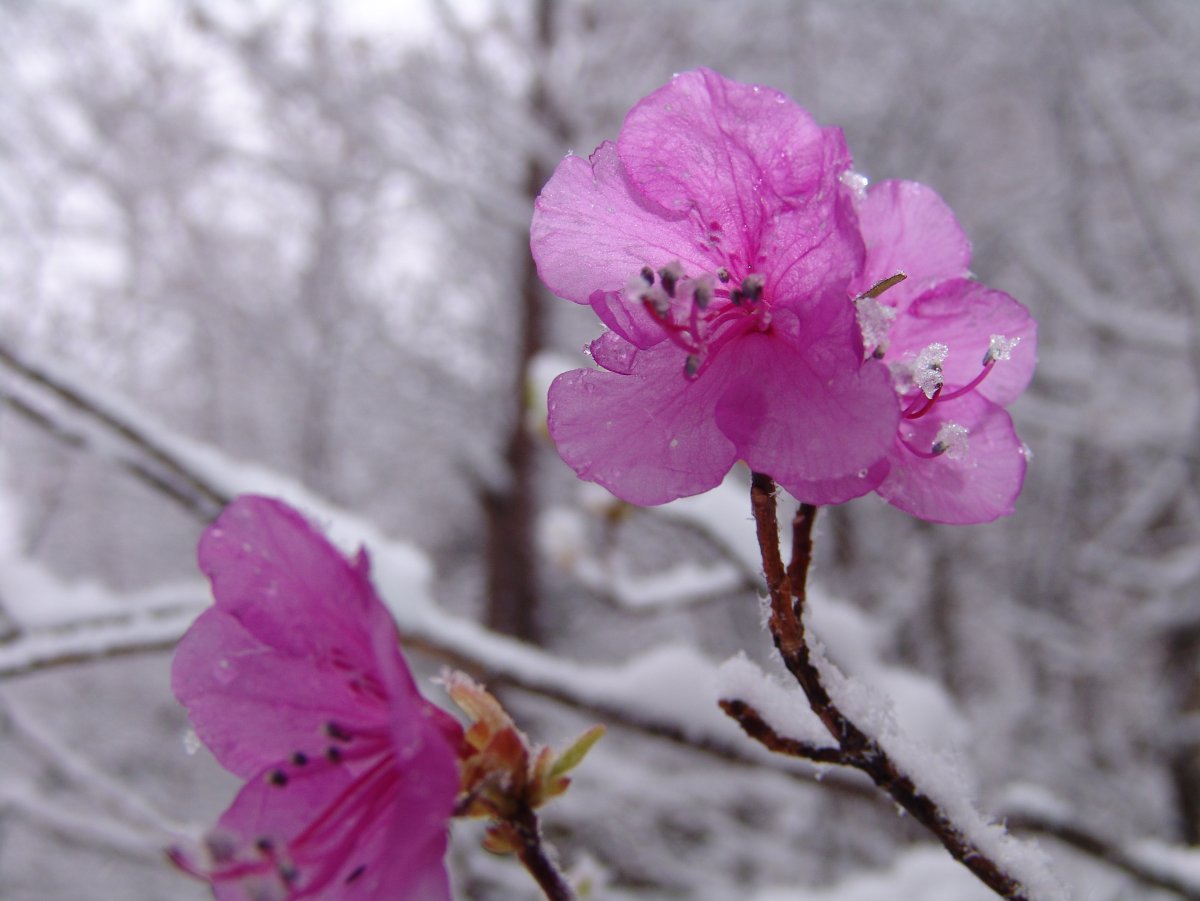 Багульник цветёт в Забайкалье