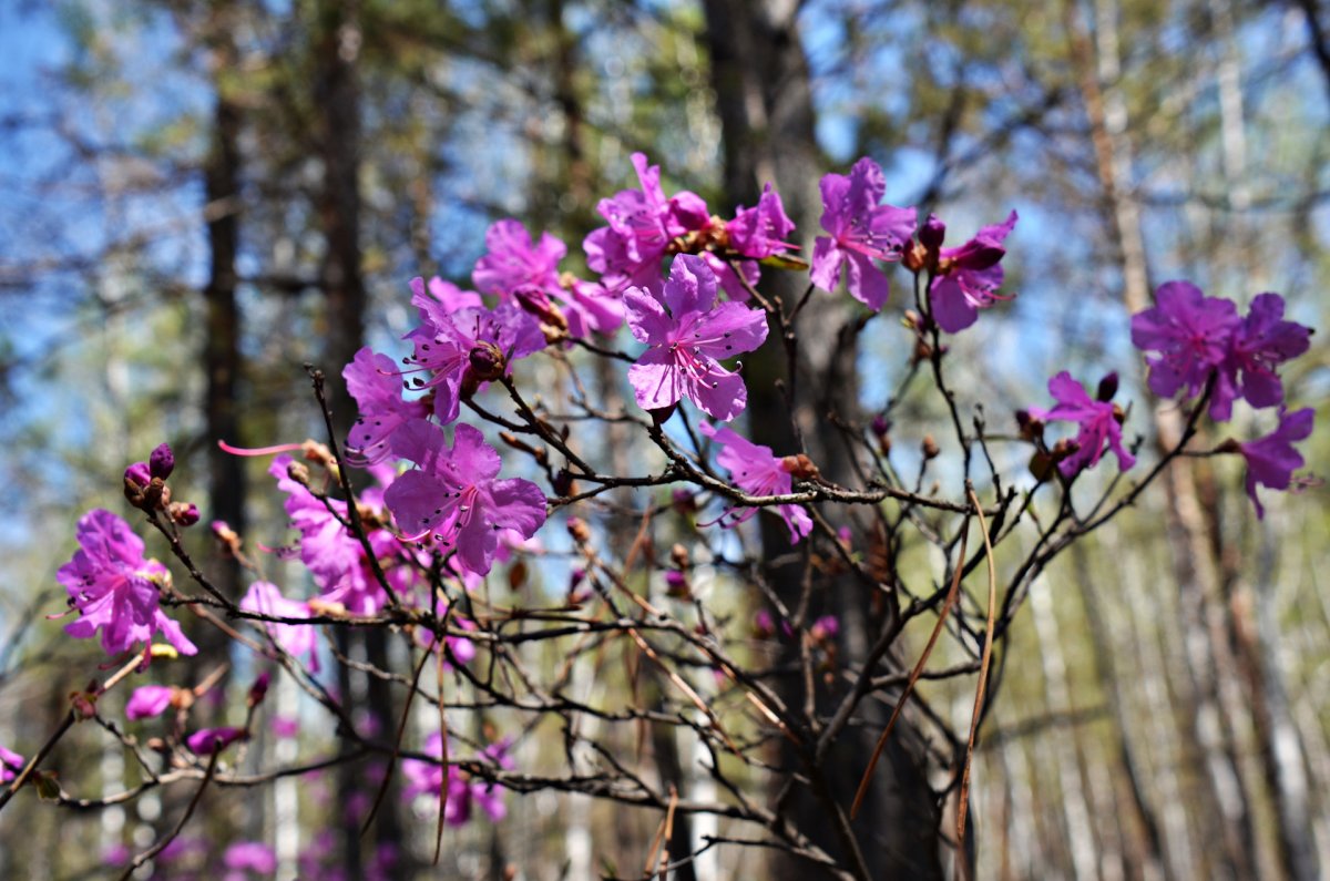 Цветение маральника на Алтае