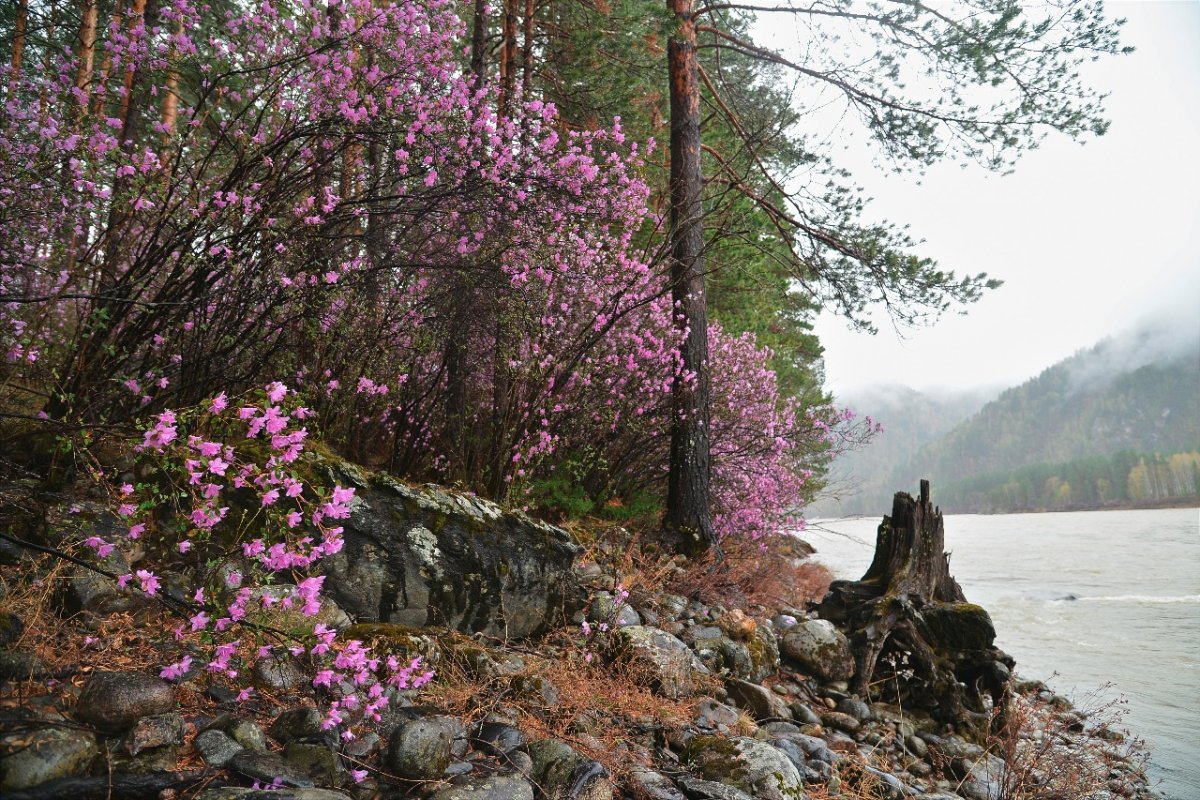 Рододендрон багульник Дальневосточный