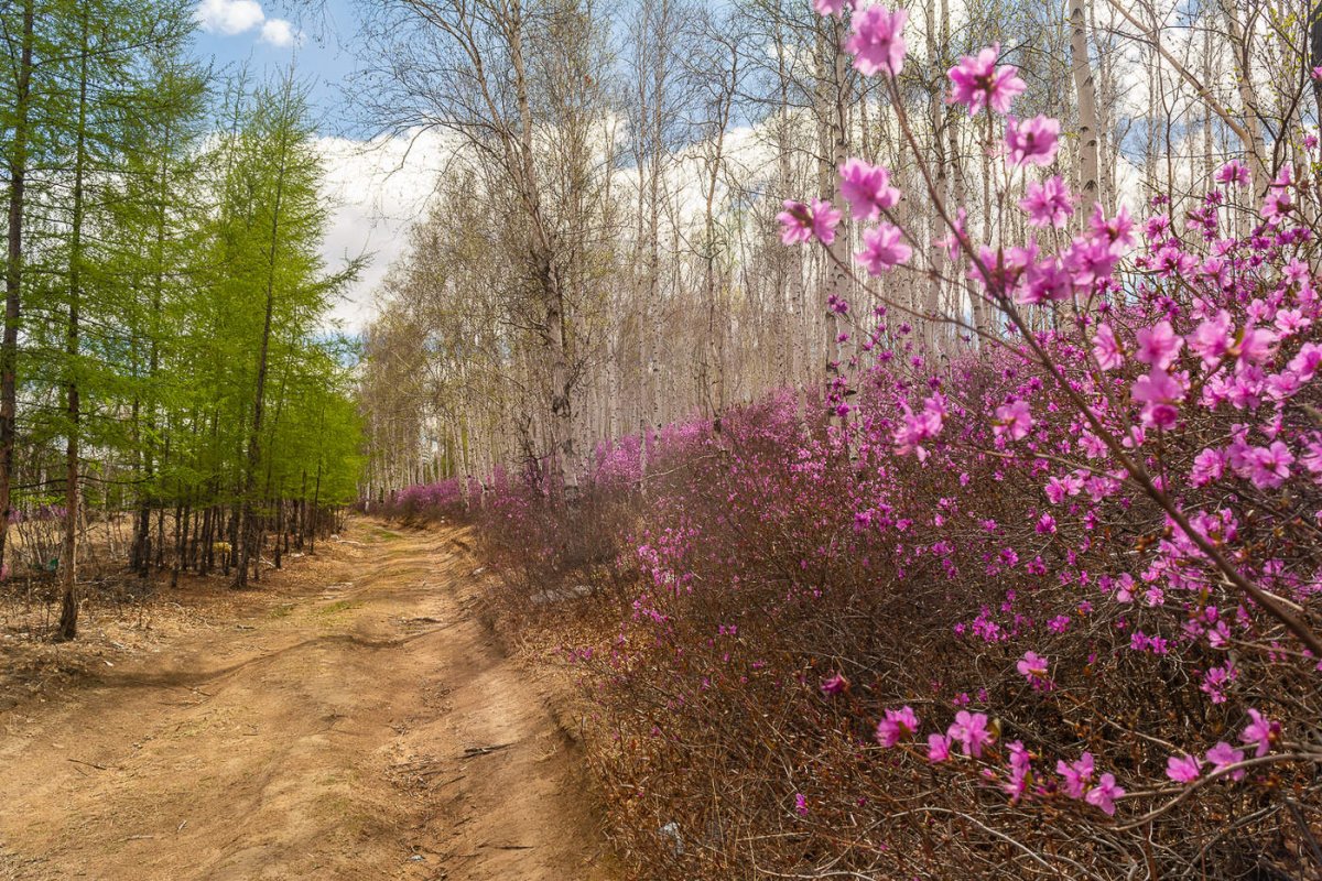 Природа Забайкальского края багульник