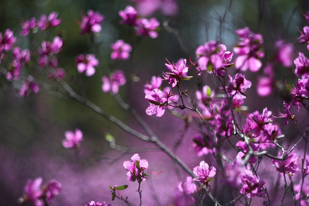 Багульник Сибирский зимой
