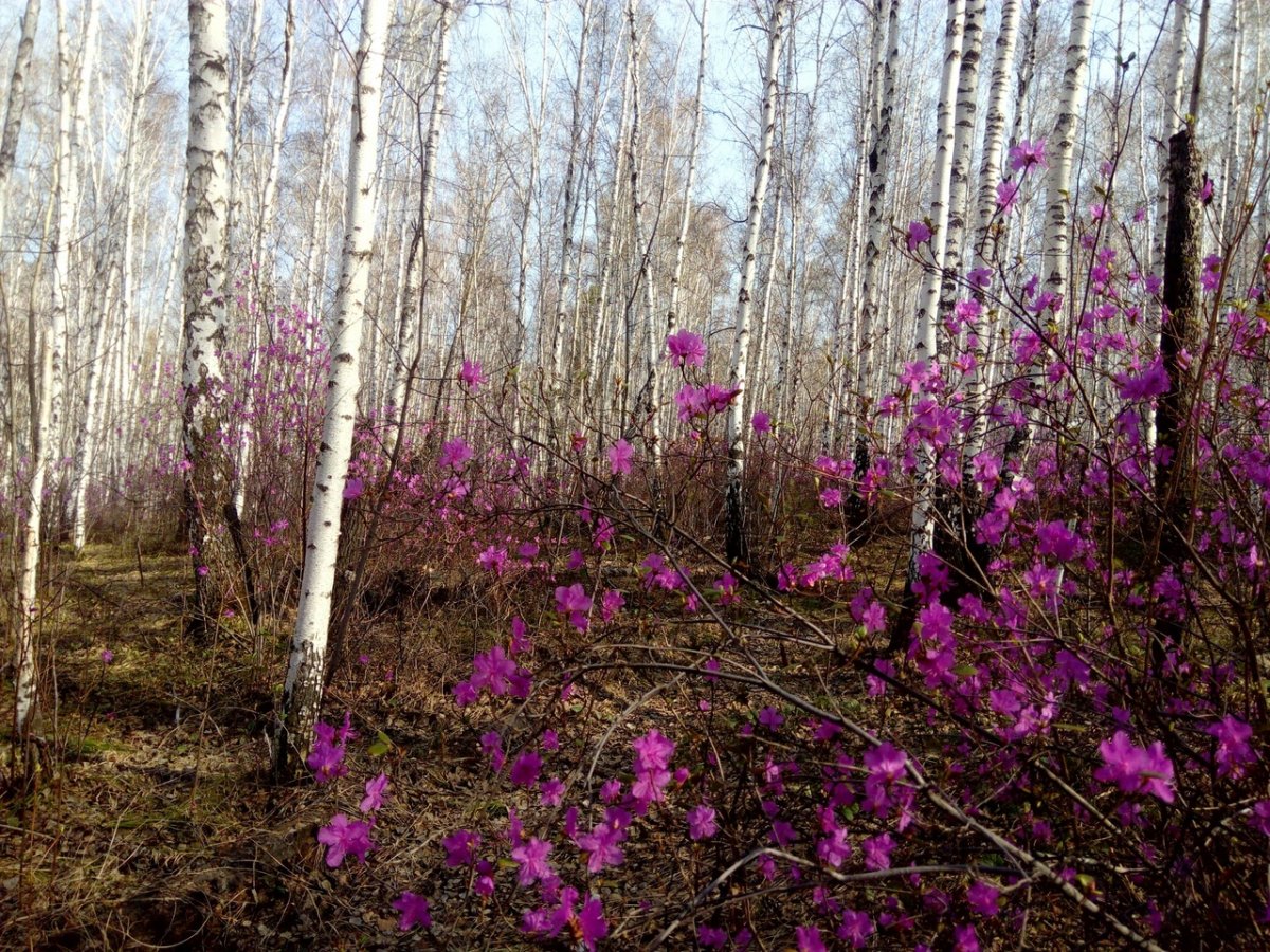 Весна Алтай Катунь маральник