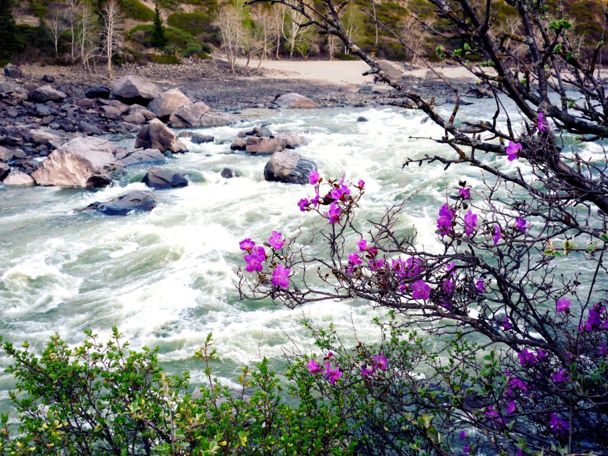 Алтайский маральник зима