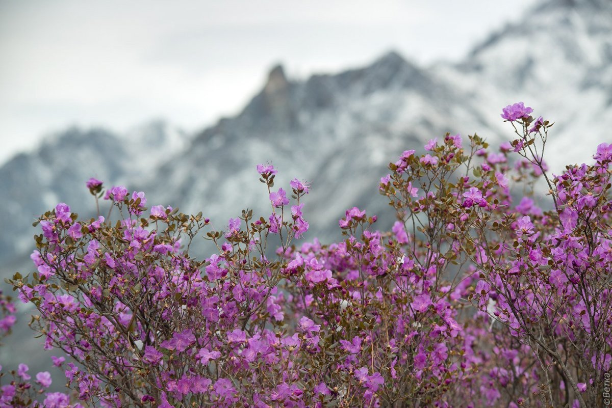 Зимний багульник Алтайский