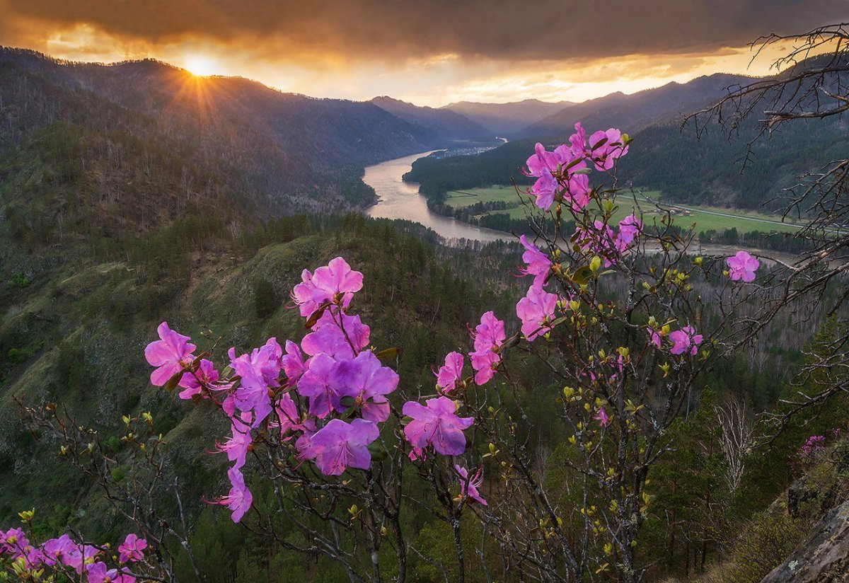 Рододендрон Даурский Тайга
