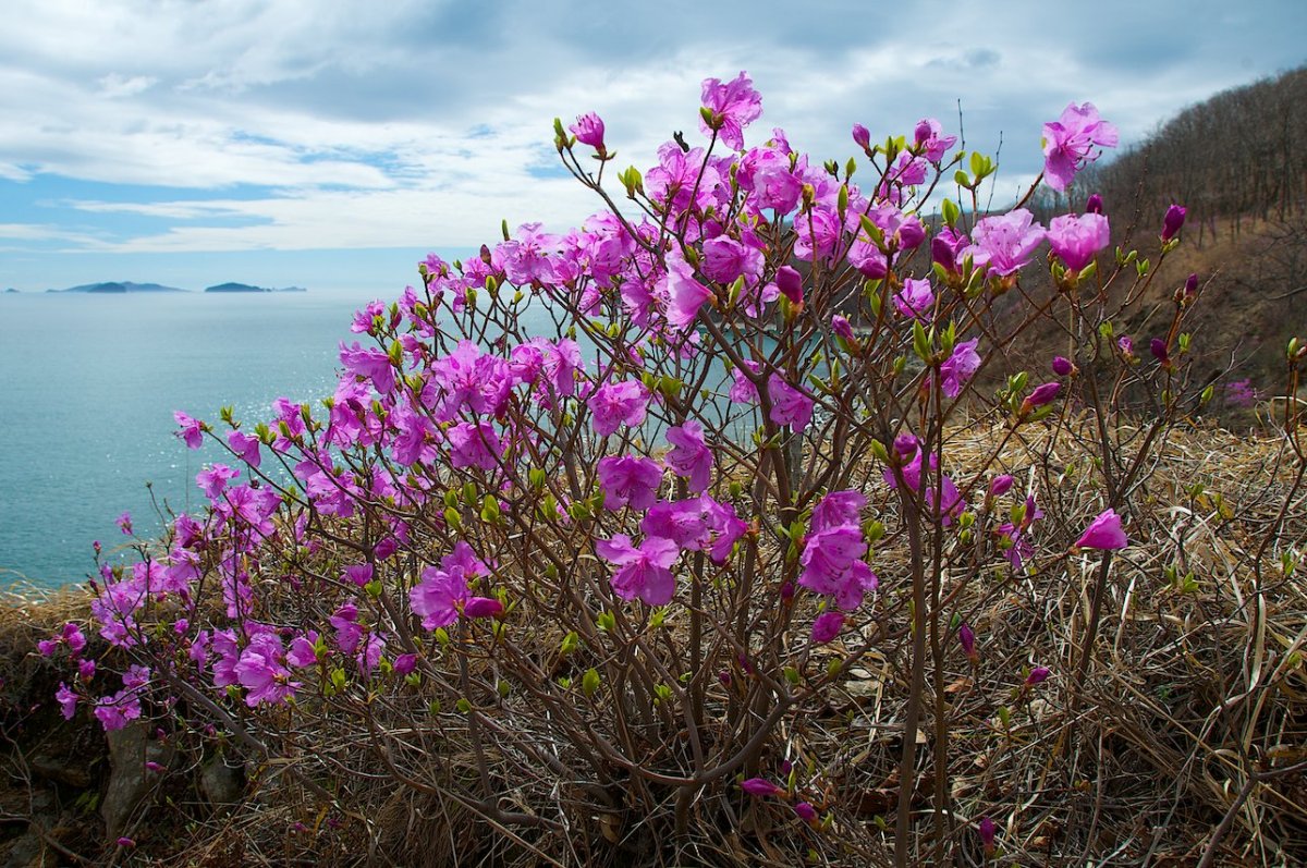 Маральник на Телецком озере