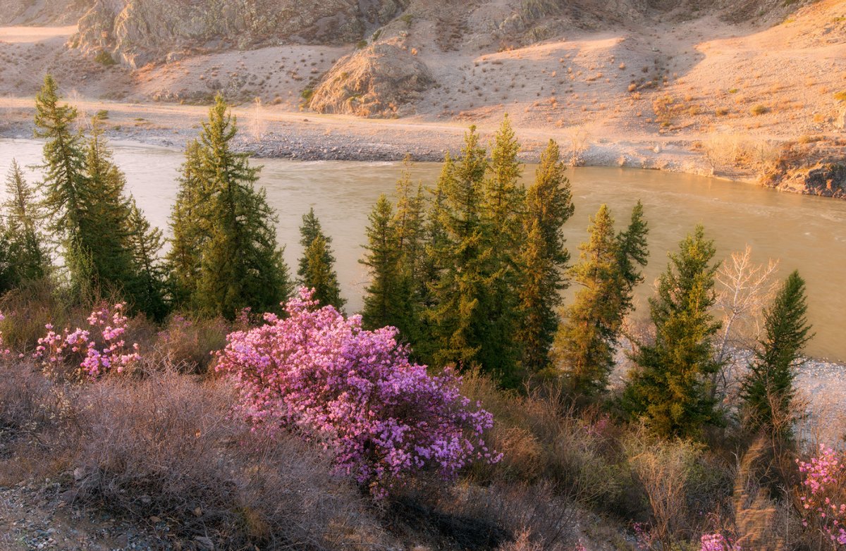 Подснежник Приморский край