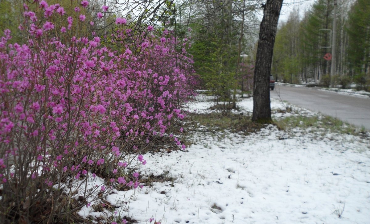 Лес Забайкалья багульник