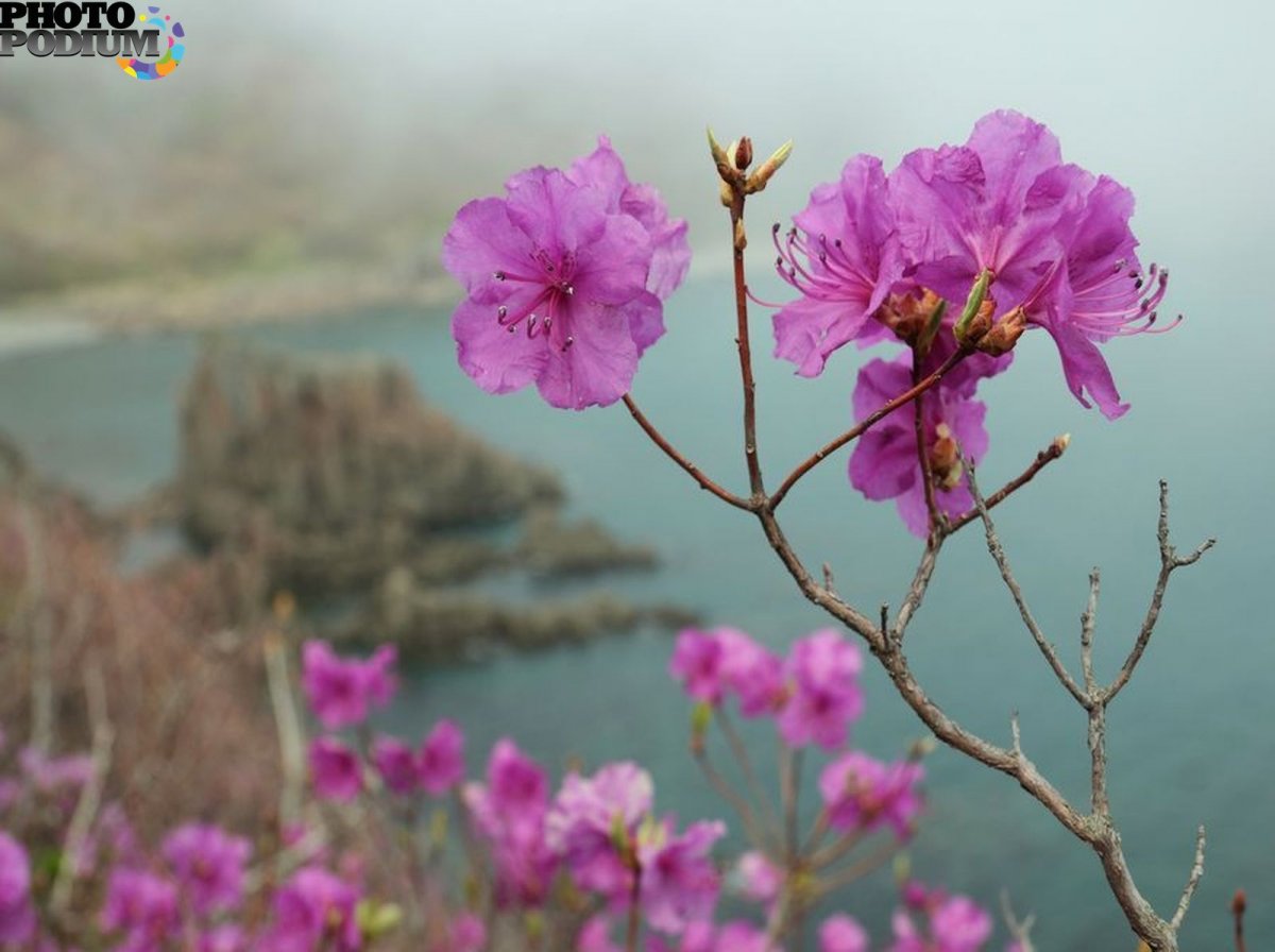 Багульник Забайкальский фото